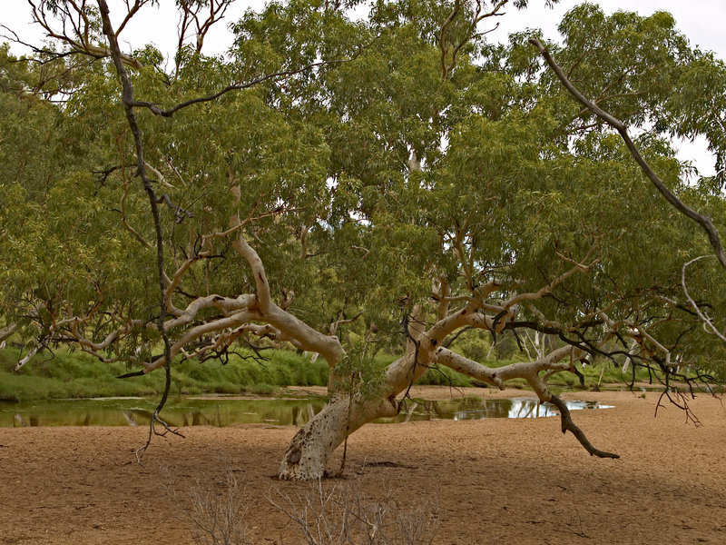 Ghost Gum, Ellery Creek